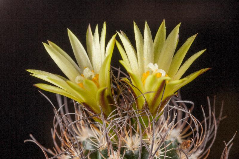 Turbinicarpus_krainzianus_v._minimus.jpg